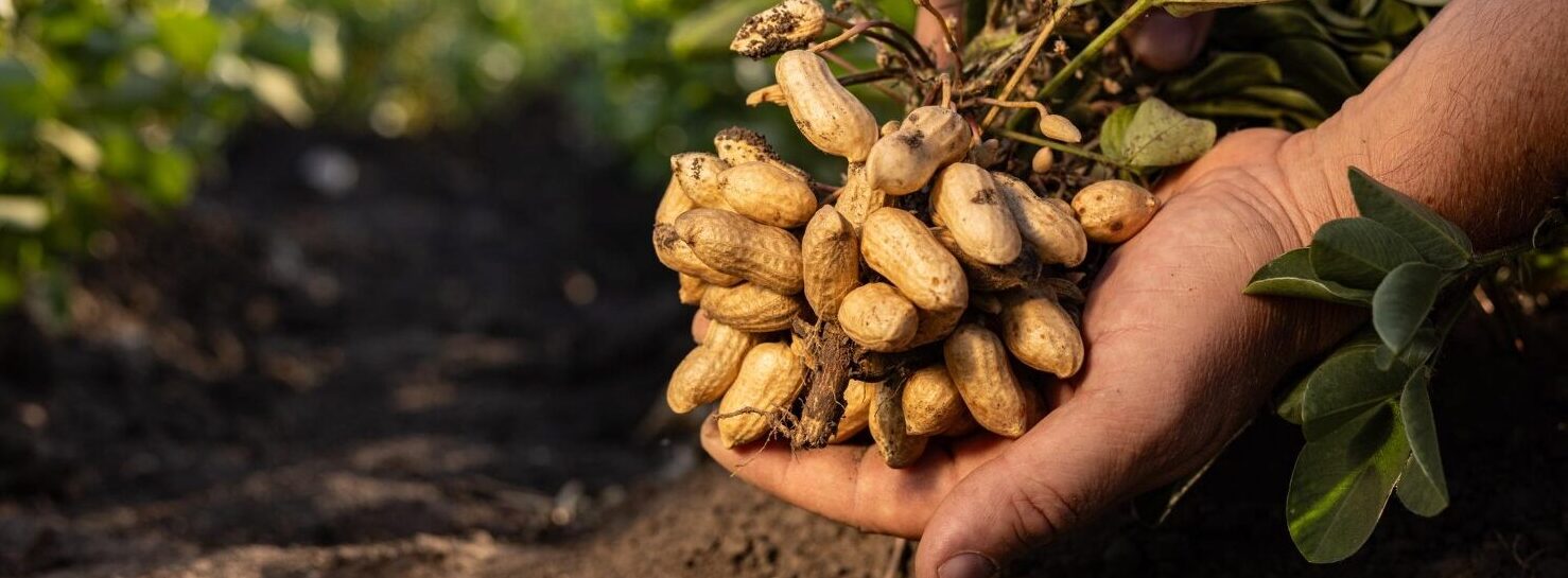 https://tabelounion.com/wp-content/uploads/2026/01/groundnut-e1768040373779.jpg